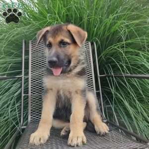 Commander, German Shepherd Puppy