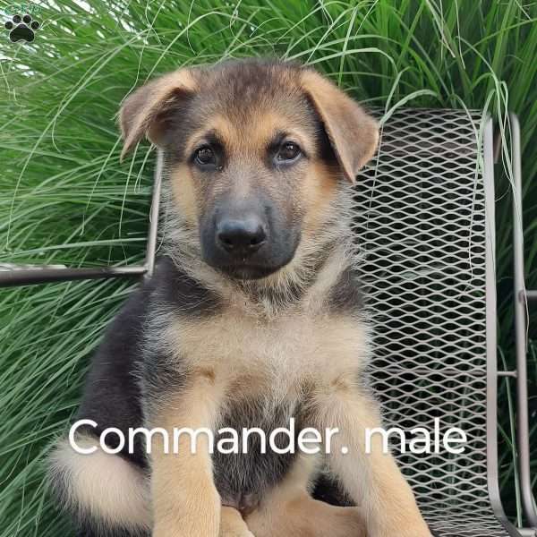 Commander, German Shepherd Puppy