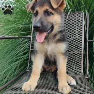 Cassie, German Shepherd Puppy