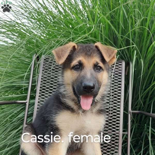 Cassie, German Shepherd Puppy
