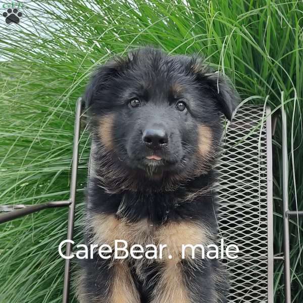 CareBear, German Shepherd Puppy