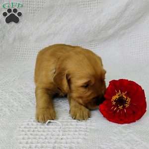 Maxwell, Golden Retriever Puppy