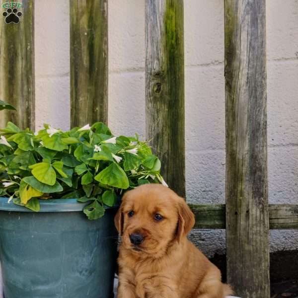 Kihwana, Golden Retriever Puppy