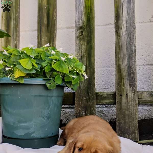 Hazelnut, Golden Retriever Puppy