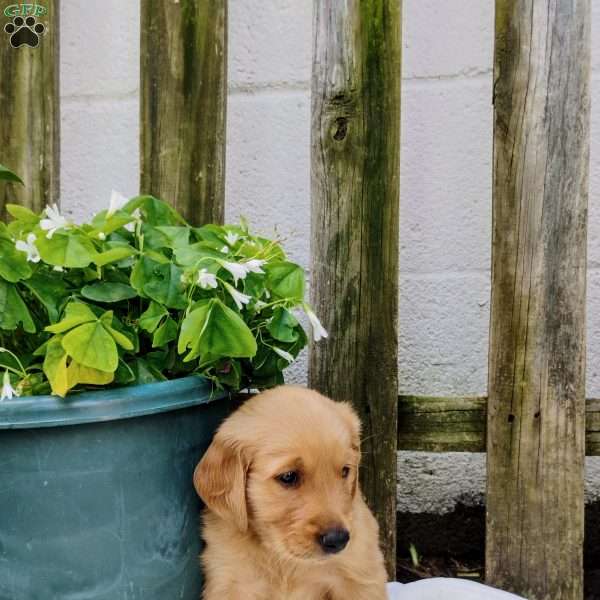 Denali, Golden Retriever Puppy