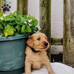 Maxwell, Golden Retriever Puppy