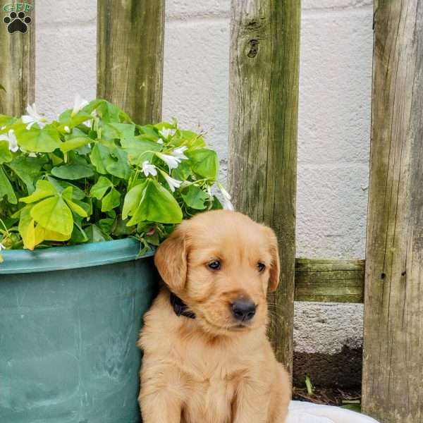 Maxwell, Golden Retriever Puppy