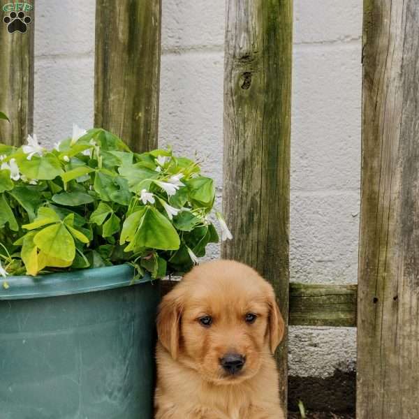 Shache’, Golden Retriever Puppy