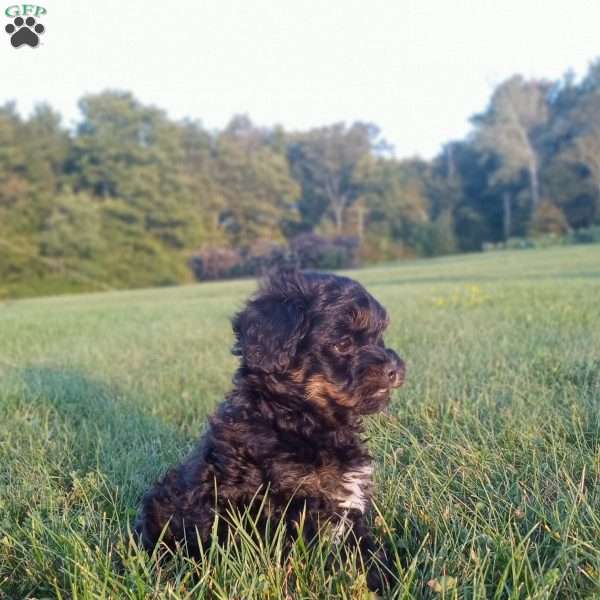 Cody, Shih-Poo Puppy