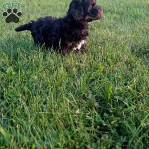 Cody, Shih-Poo Puppy