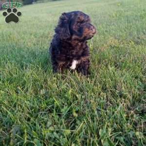 Cody, Shih-Poo Puppy