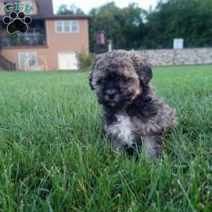 Chloe, Shih-Poo Puppy
