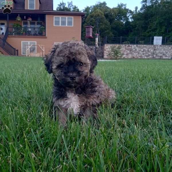 Chloe, Shih-Poo Puppy