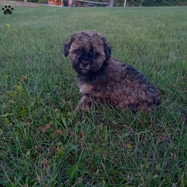 Callie, Shih-Poo Puppy
