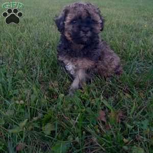 Callie, Shih-Poo Puppy