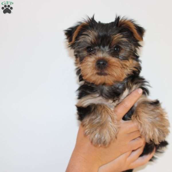 Mason, Yorkie Puppy