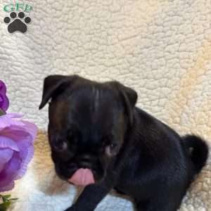 Angel, Pug Puppy