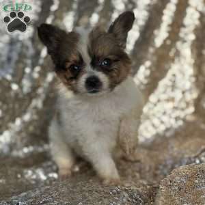 Flash, Papillon Puppy