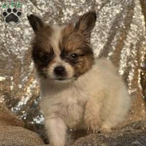 Flash, Papillon Puppy