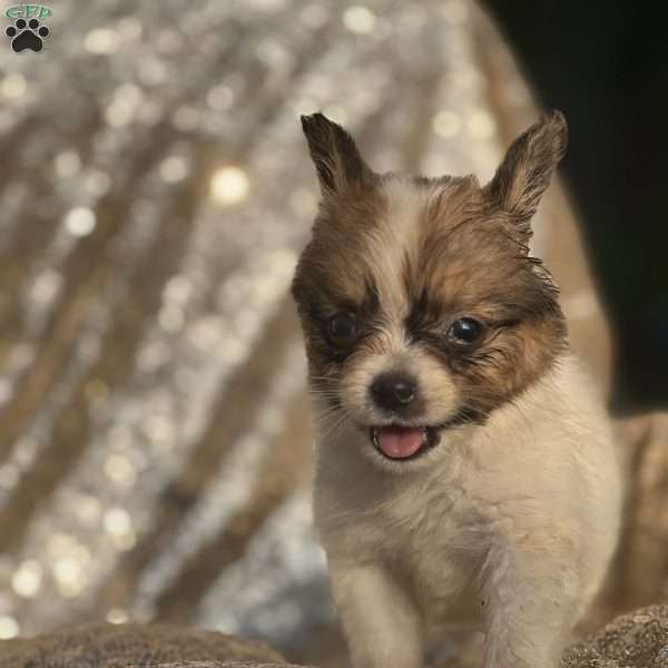 Flash, Papillon Puppy