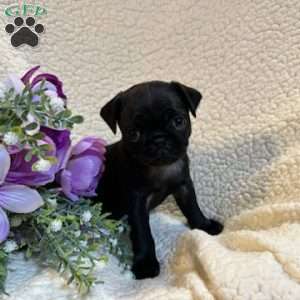 Angel, Pug Puppy