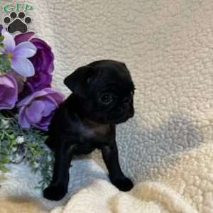 Angel, Pug Puppy