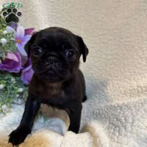 Angel, Pug Puppy