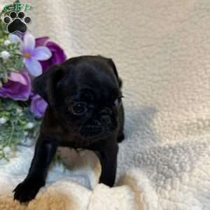 Angel, Pug Puppy
