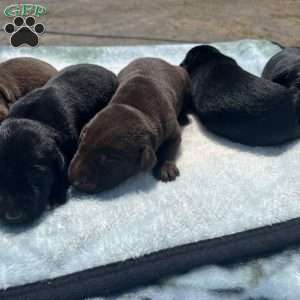 Midnight, Silver Labrador Retriever Puppy