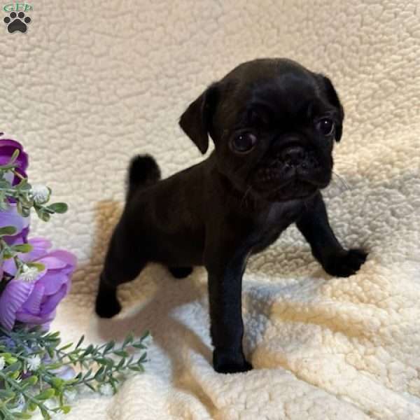 Angel, Pug Puppy