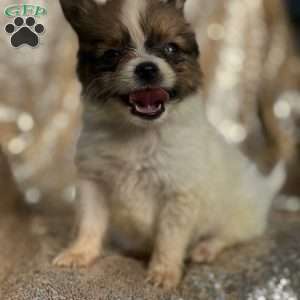 Flash, Papillon Puppy