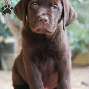 Sammy, Chocolate Labrador Retriever Puppy