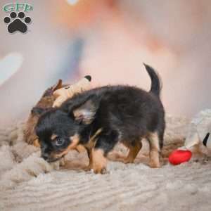 Tux, Chihuahua Puppy