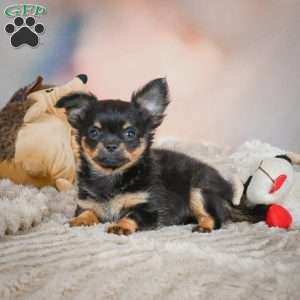 Tux, Chihuahua Puppy