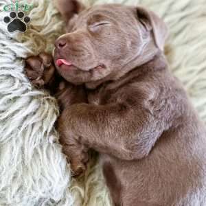 Teddy, Chocolate Labrador Retriever Puppy