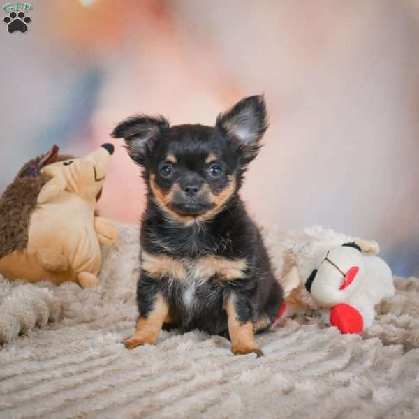 Tux, Chihuahua Puppy