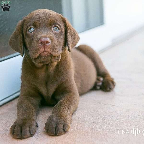 Teddy, Chocolate Labrador Retriever Puppy