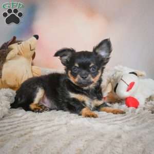 Tux, Chihuahua Puppy