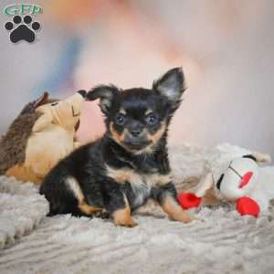 Tux, Chihuahua Puppy