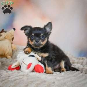 Tux, Chihuahua Puppy