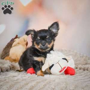Tux, Chihuahua Puppy