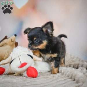 Tux, Chihuahua Puppy