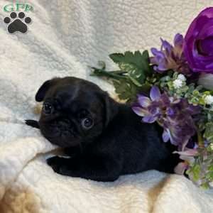 Angel, Pug Puppy