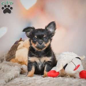 Tux, Chihuahua Puppy