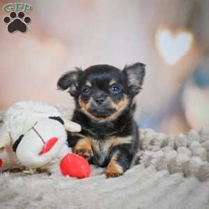 Tux, Chihuahua Puppy