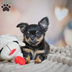 Tux, Chihuahua Puppy