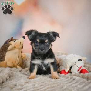 Bear, Chihuahua Puppy