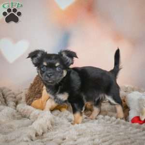 Bear, Chihuahua Puppy