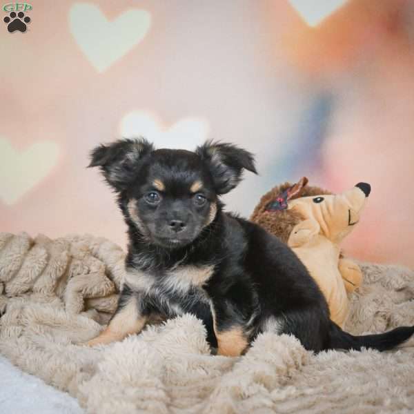 Bear, Chihuahua Puppy