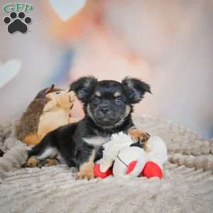 Bear, Chihuahua Puppy